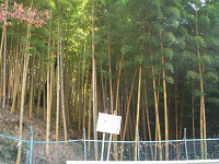 CIMG0870_thumb.jpg